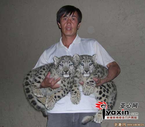 [图文]新疆牧民捡到两只罕见雪豹误当猫养 一天吃5公斤肉