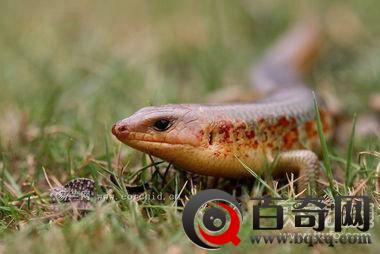 安徽一挖掘机挖到了神秘怪物