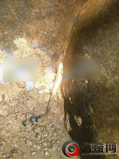 安徽一挖掘机挖到了神秘怪物