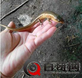 安徽一挖掘机挖到了神秘怪物