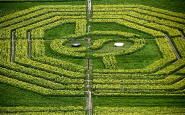 安徽黄山油菜田内现巨型“太极八卦”图 图案层次分明清晰可见