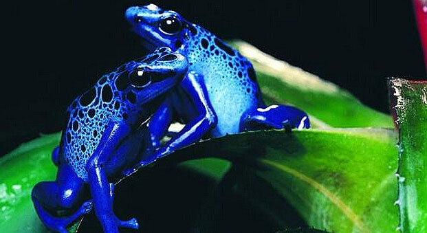 北京口岸查获活体箭毒蛙 系世界最毒物种之一