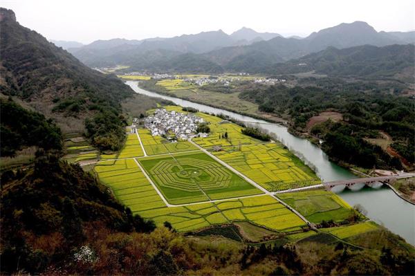 安徽黄山油菜田内现巨型“太极八卦”图 图案层次分明清晰可见
