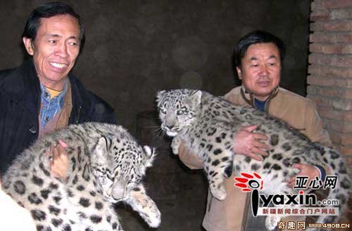 [图文]新疆牧民捡到两只罕见雪豹误当猫养 一天吃5公斤肉