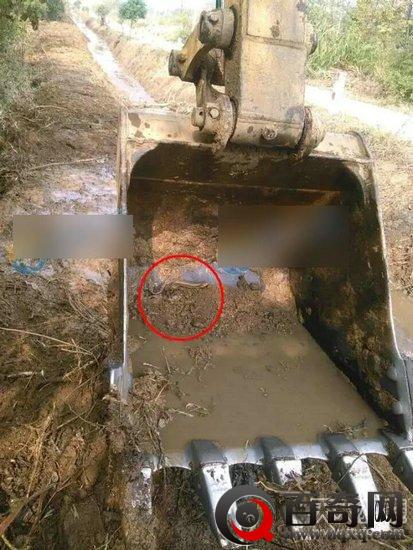 安徽一挖掘机挖到了神秘怪物