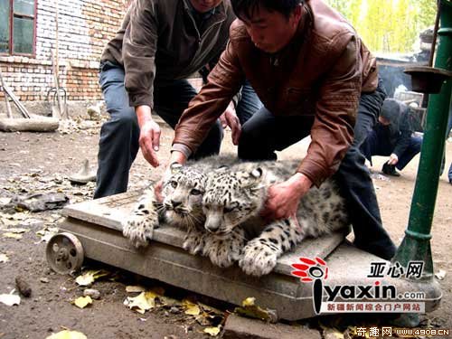 [图文]新疆牧民捡到两只罕见雪豹误当猫养 一天吃5公斤肉