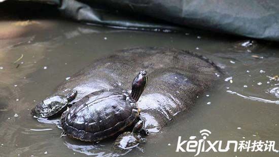 福建水池现巨鼋 巨鼋的年龄有多大？