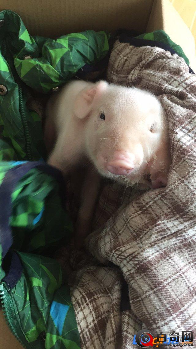 河北徐水现怪猪 三眼两嘴引众人围观