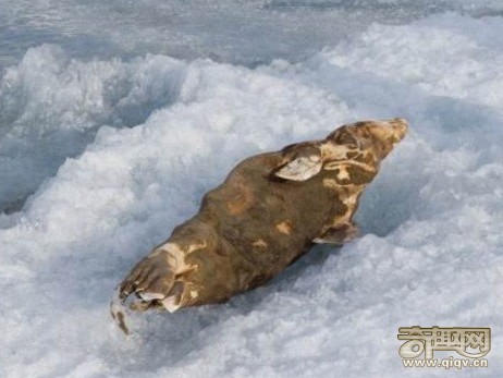 探访神秘西藏干尸洞