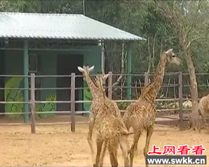 海南野生动植物园南非长颈鹿集体跨年