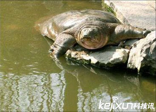 福建水池现巨鼋 巨鼋的年龄有多大？