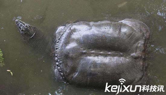 福建水池现巨鼋 巨鼋的年龄有多大？