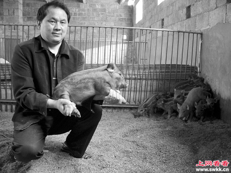 湖北五峰养野猪的大王 田纯楷