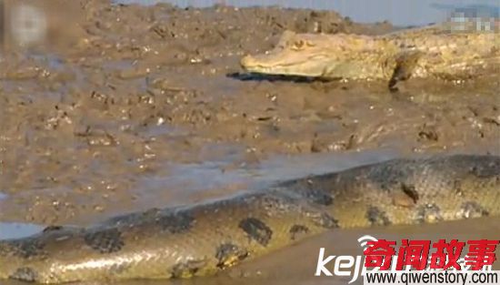四川现世界上最大的蛇 巨蟒所过之处狂风大作