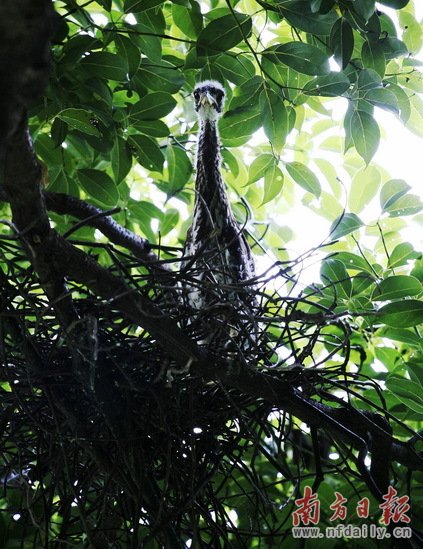 世上最神秘的鸟“海南鳽”