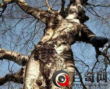 安徽巨蟒渡劫事件 四川惊现巨蟒渡劫