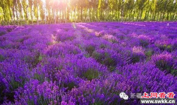 追逐阳光新疆薰衣草让人笑赏心锐目