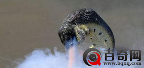 安徽巨蟒渡劫事件 四川惊现巨蟒渡劫