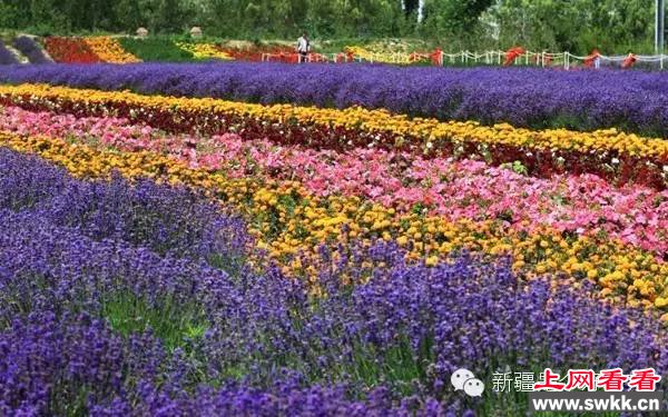 追逐阳光新疆薰衣草让人笑赏心锐目