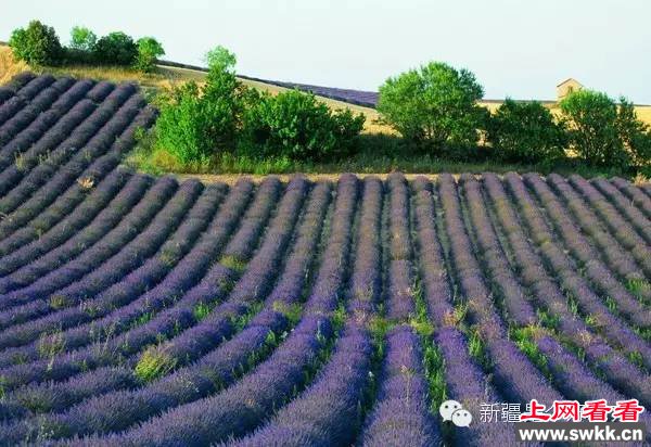 追逐阳光新疆薰衣草让人笑赏心锐目