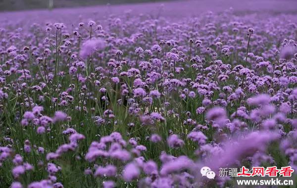 追逐阳光新疆薰衣草让人笑赏心锐目