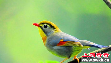 四川男子捕获大量红嘴相思鸟被捕