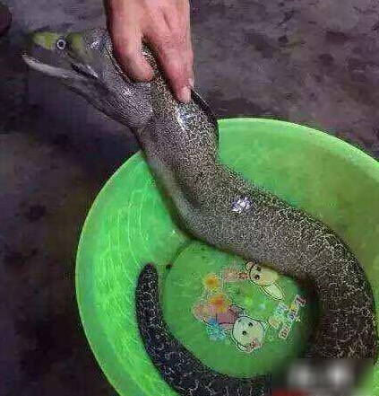 湖南水库钓上龙鱼 广州水库惊现巨型吃人怪鱼_0