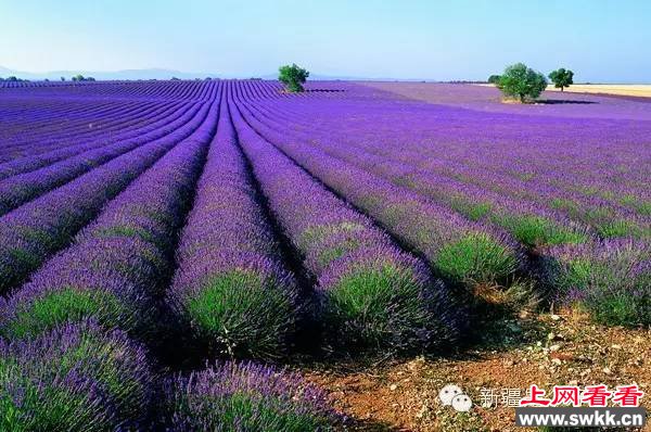 追逐阳光新疆薰衣草让人笑赏心锐目