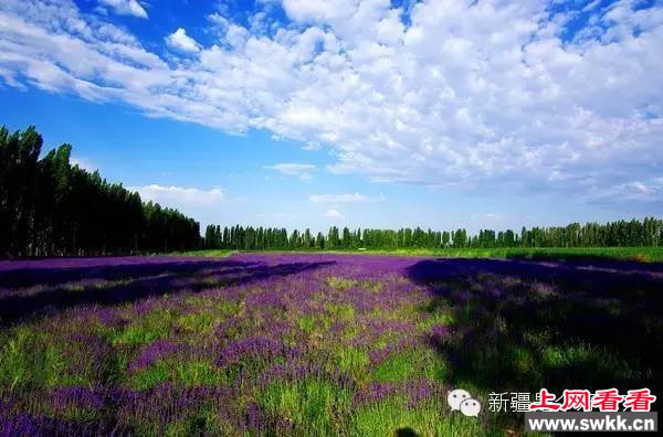 追逐阳光新疆薰衣草让人笑赏心锐目