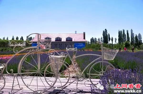 追逐阳光新疆薰衣草让人笑赏心锐目