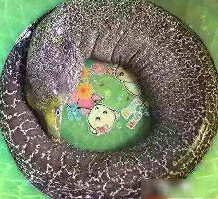 湖南水库钓上龙鱼 广州水库惊现巨型吃人怪鱼_0