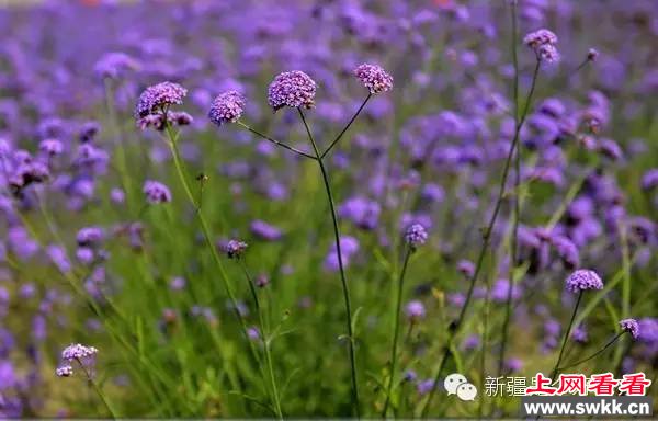 追逐阳光新疆薰衣草让人笑赏心锐目