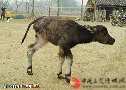 牛有几条腿? 湖北惊现三条腿的“怪胎”牛犊