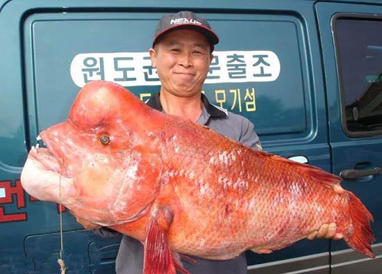 云南大头鱼 上树产卵