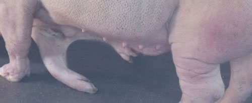 不可思议！福建惊现长有5条腿的猪