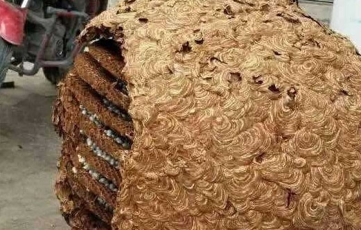 超大蜂窝惊现湖南 圆滚重78斤直径1.5米