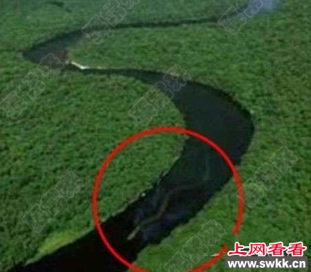 1936年：江苏射阳发现巨蛇