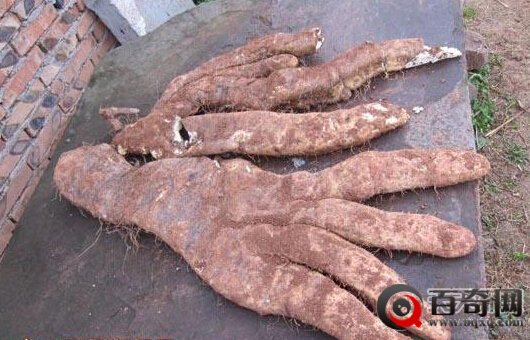 四川大爷种出奇葩蔬菜：外形吓人一跳