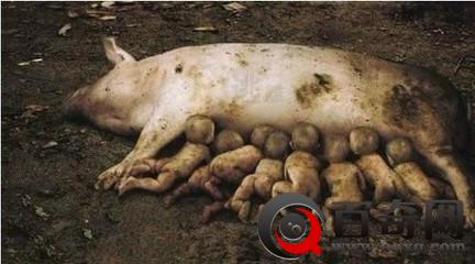 震惊！云南母猪产下8名男婴 原因竟如此的凄凉
