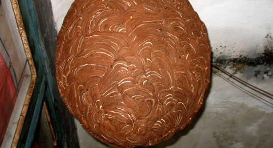 超大蜂窝惊现湖南 圆滚重78斤直径1.5米