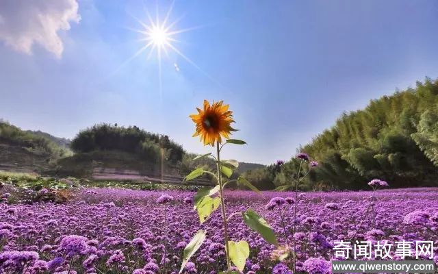 北京的9月花海美到窒息！让你秒穿到春天,赏花的好时节