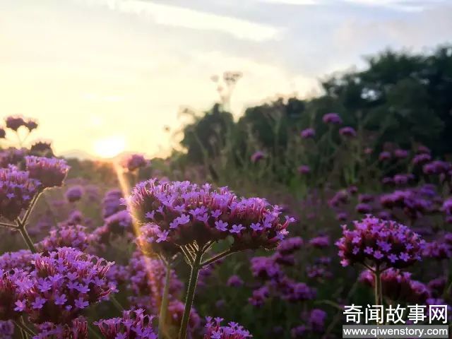 北京的9月花海美到窒息！让你秒穿到春天,赏花的好时节