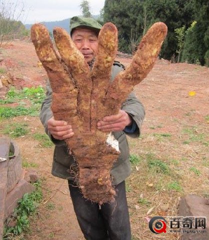 四川大爷种出奇葩蔬菜：外形吓人一跳