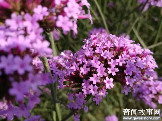 北京的9月花海美到窒息！让你秒穿到春天,赏花的好时节