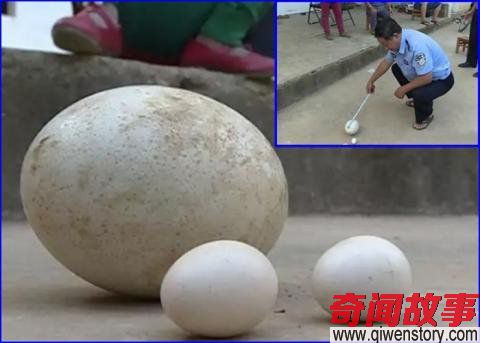 云南村民上山发现1.9公斤巨蛋