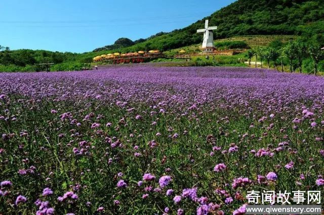 北京的9月花海美到窒息！让你秒穿到春天,赏花的好时节