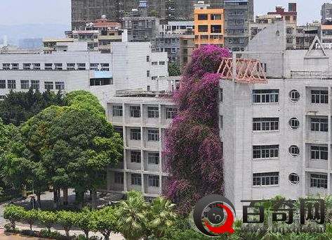 广西大学惊现20米鲜花瀑布奇景