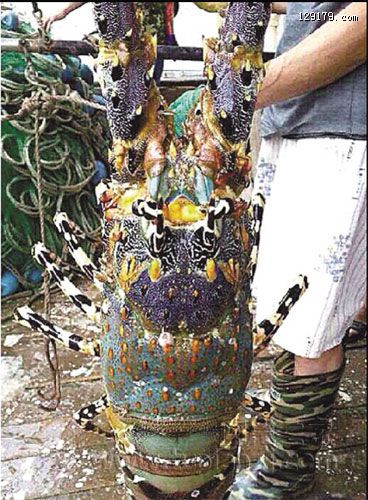 浙江温岭捕到“神虾” 个头将近一米