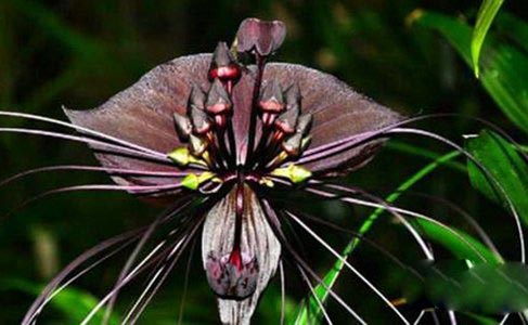 尸花 一种没有香味 反而自带臭味的花