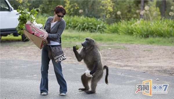 南非开普敦一只“厚颜无耻”的成年雄狒狒